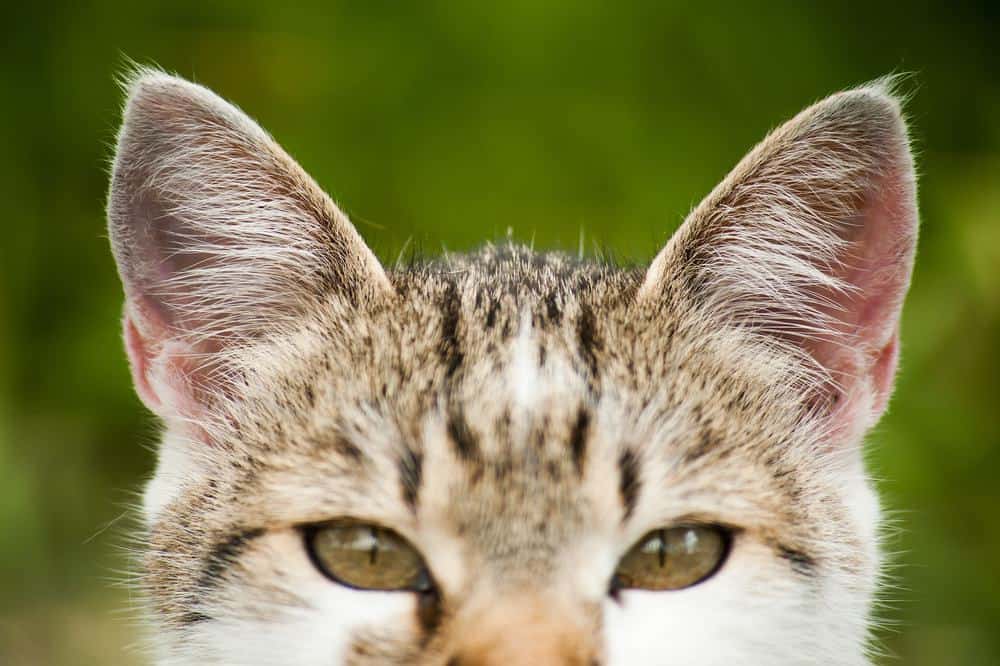 Can Cats Hear Ultrasound?