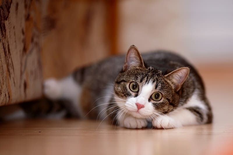 Can Cats Move Their Eyes?