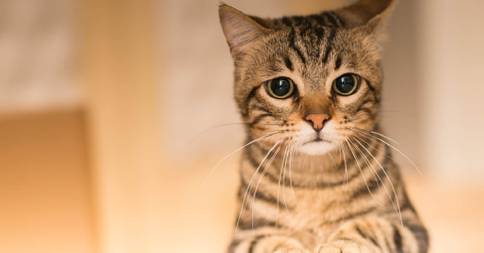 Can Cats Sense Sadness?