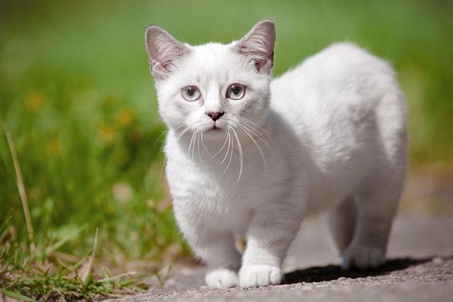Can Cats Walk Backwards?
