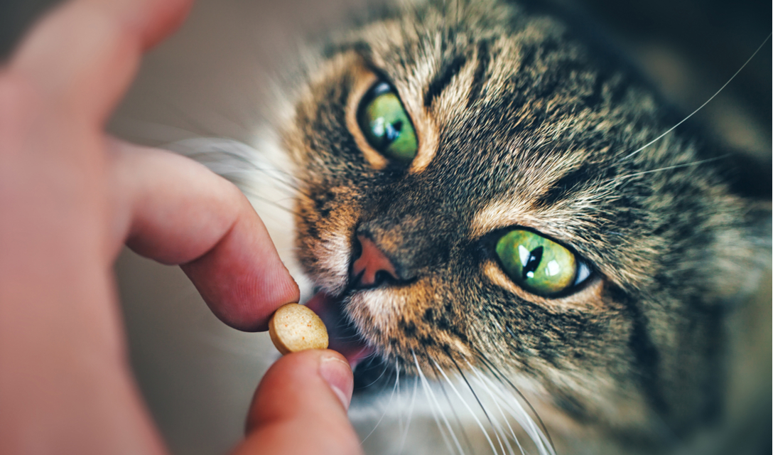 Can I Give My Cat Melatonin?