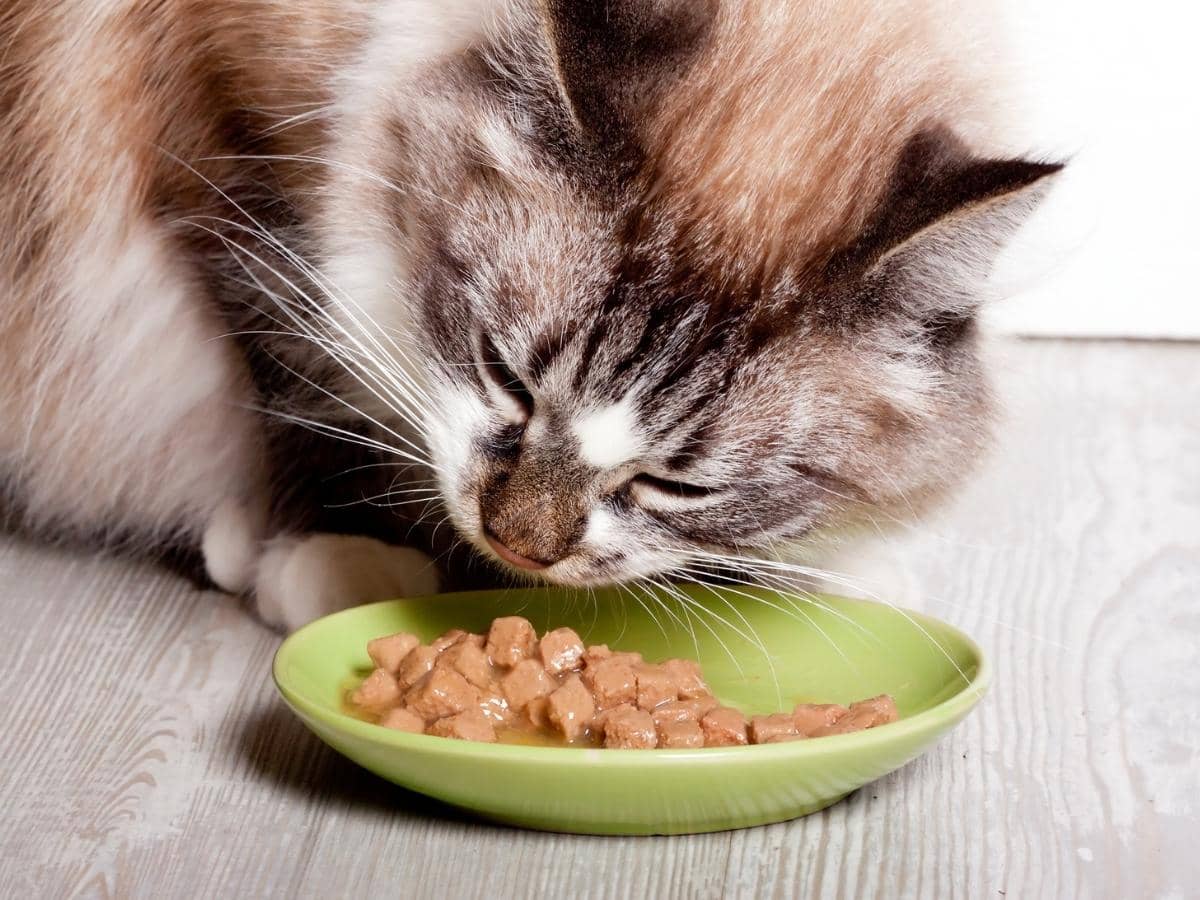 Can cats eat slim jims?