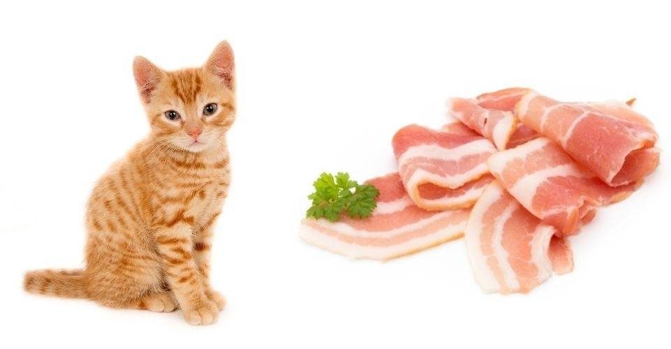 Cat Ate Bacon Grease