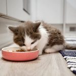 Cat Ate Spoiled Wet Food