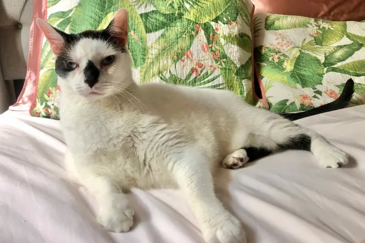 Do cats have adams apples?