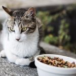 Does Dry Cat Food Go Bad?