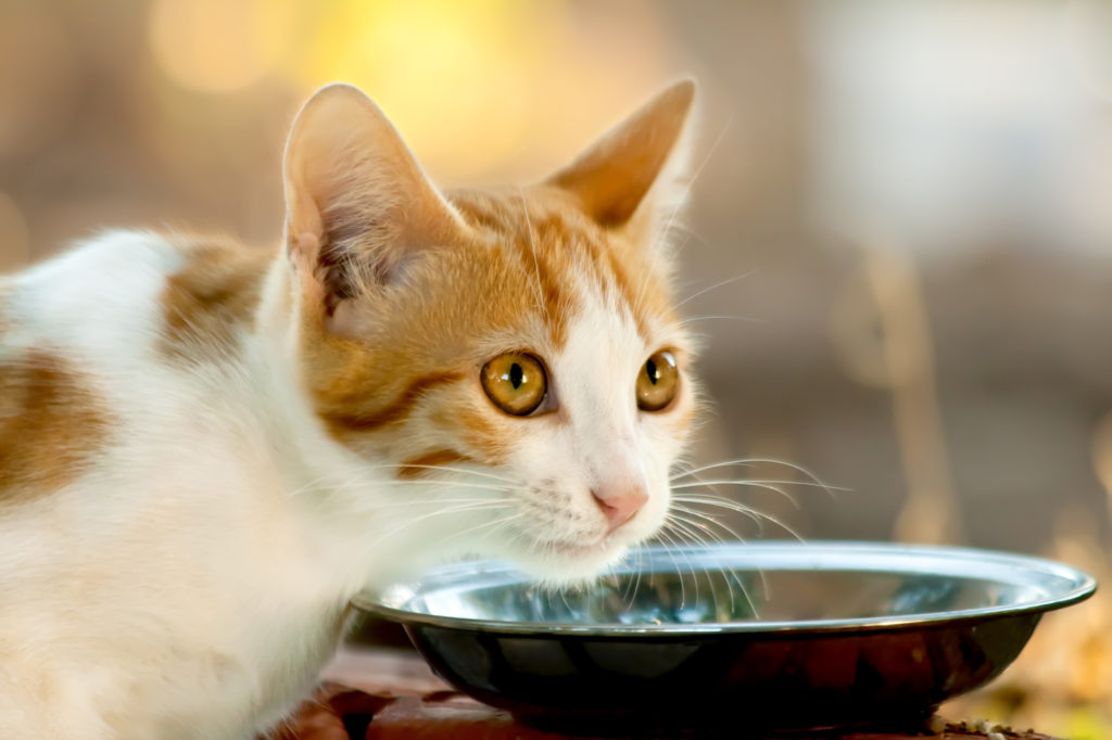 How Long Does Canned Cat Food Last?