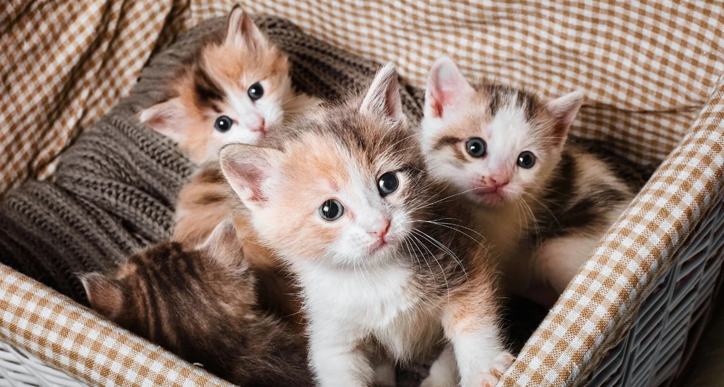 How Many Kittens Usually Survive in a Litter