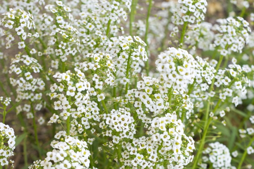 Is Baby's Breath Toxic To Cats?