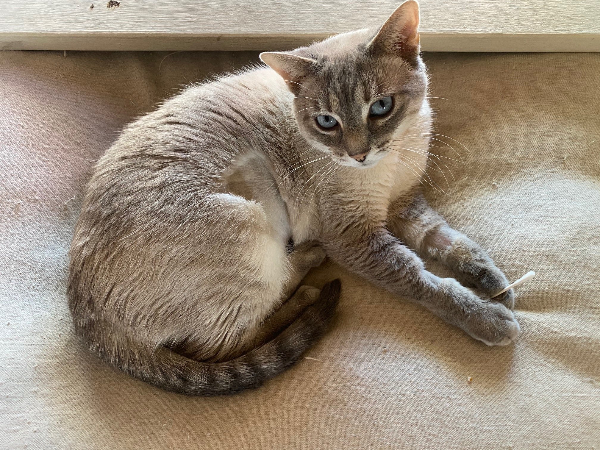 Is It Safe For Cats To Eat Earwax?