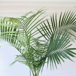 Is Majesty Palm Toxic To Cats?