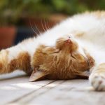 Is Neem Oil Safe For Cats?