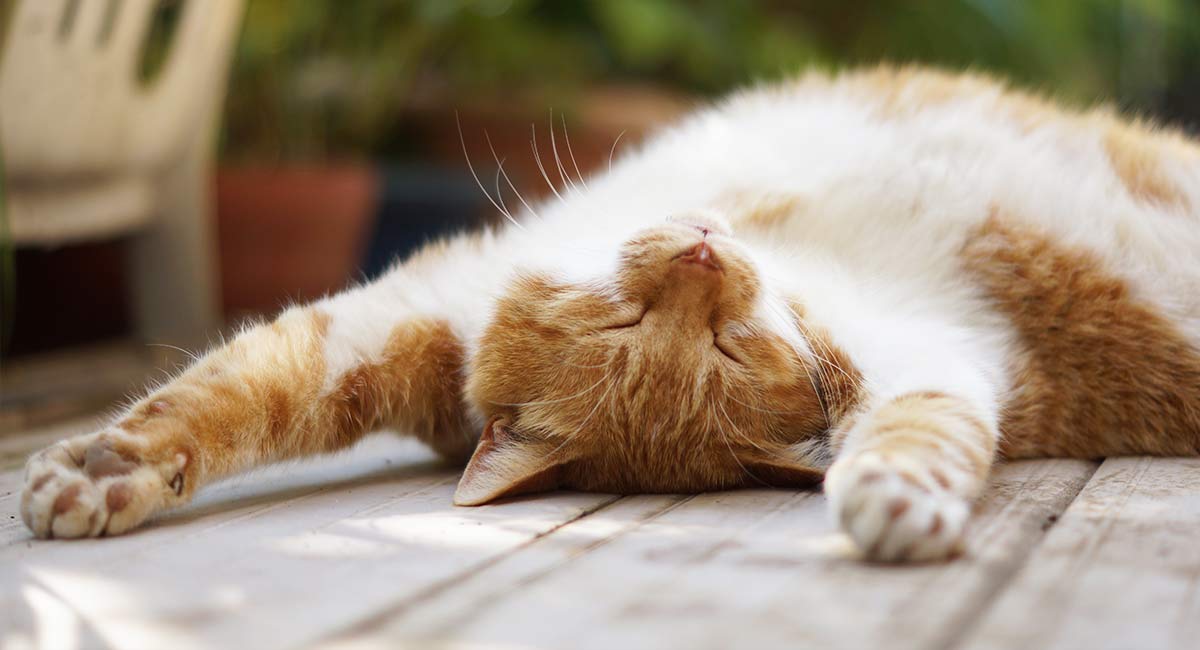Is Neem Oil Safe For Cats?