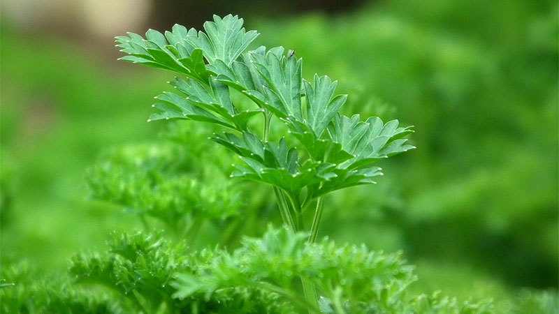 Is Parsley Toxic to Cats?