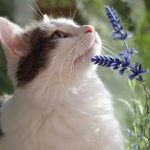Is Patchouli Oil Safe For Cats?