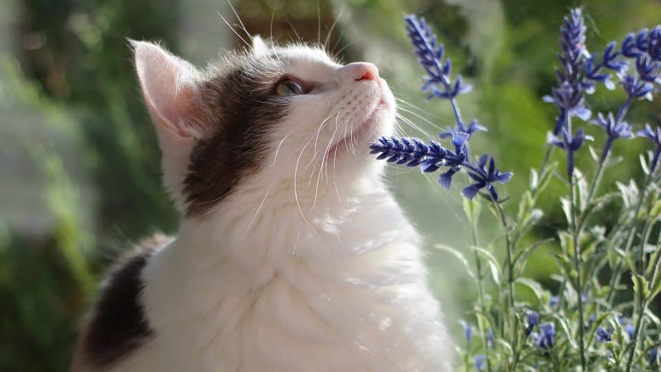 Is Patchouli Oil Safe For Cats?