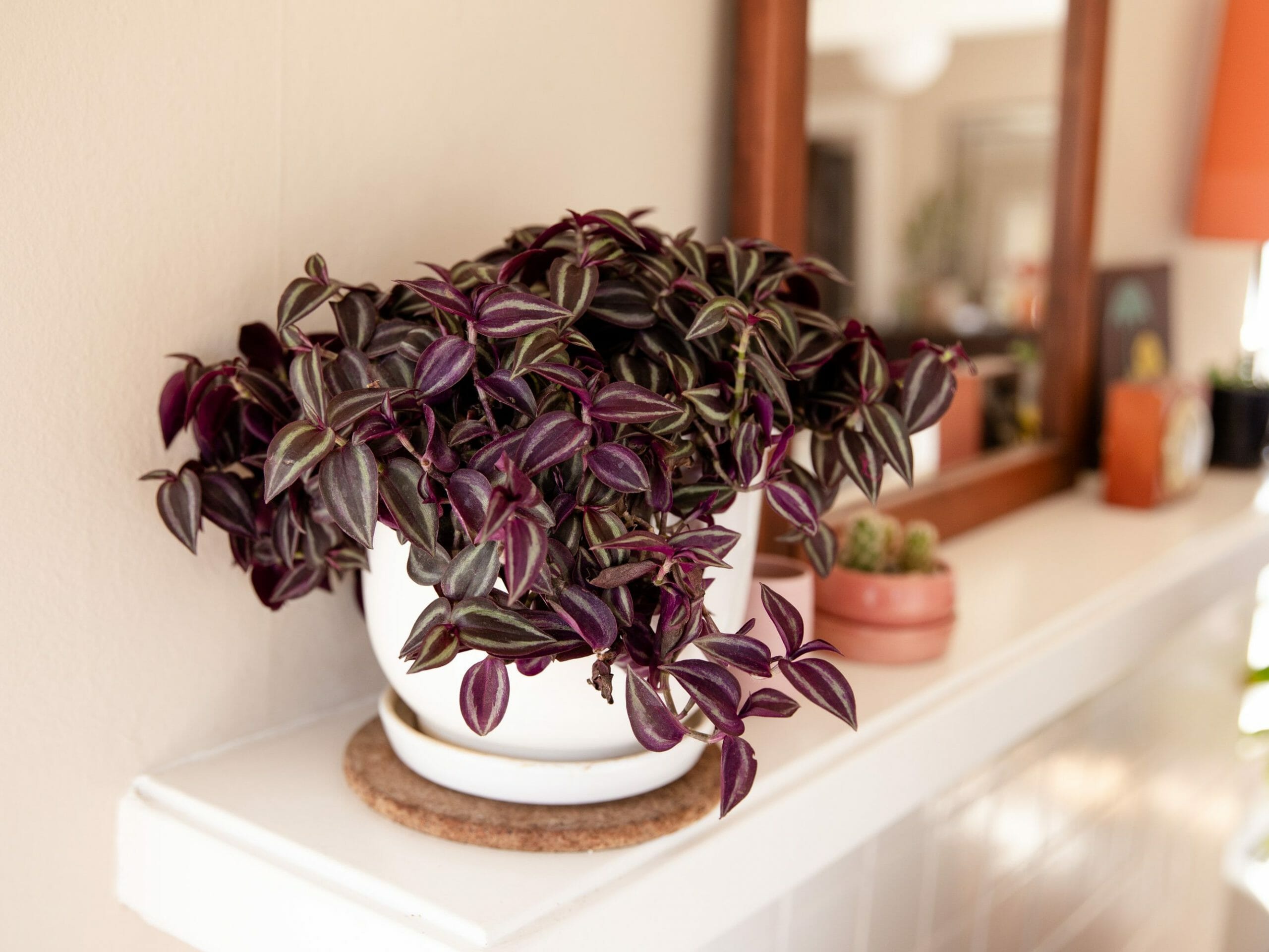 Is Wandering Jew Toxic To Cats?