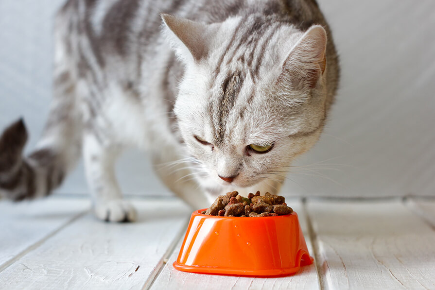 Is whiskas good for cats?