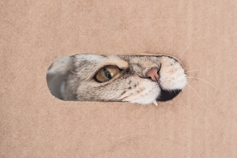 Why Do Cats Chew on Cardboard