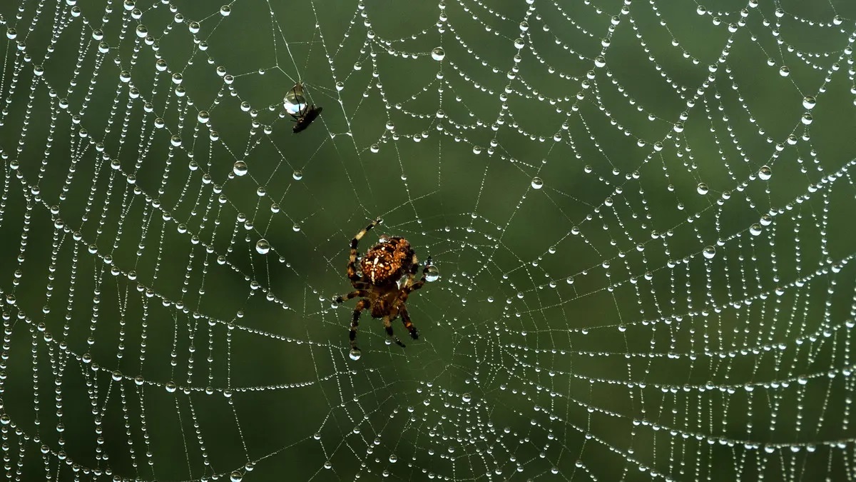 Why Do Cats Eat Spider Webs?