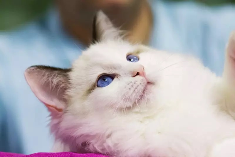 Why Do Cats Go Limp When You Pick Them Up?