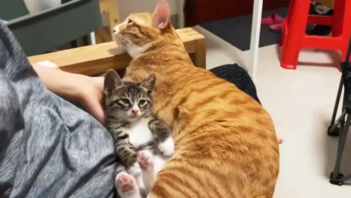 Why Do Cats Like Their Bottoms Smacked?
