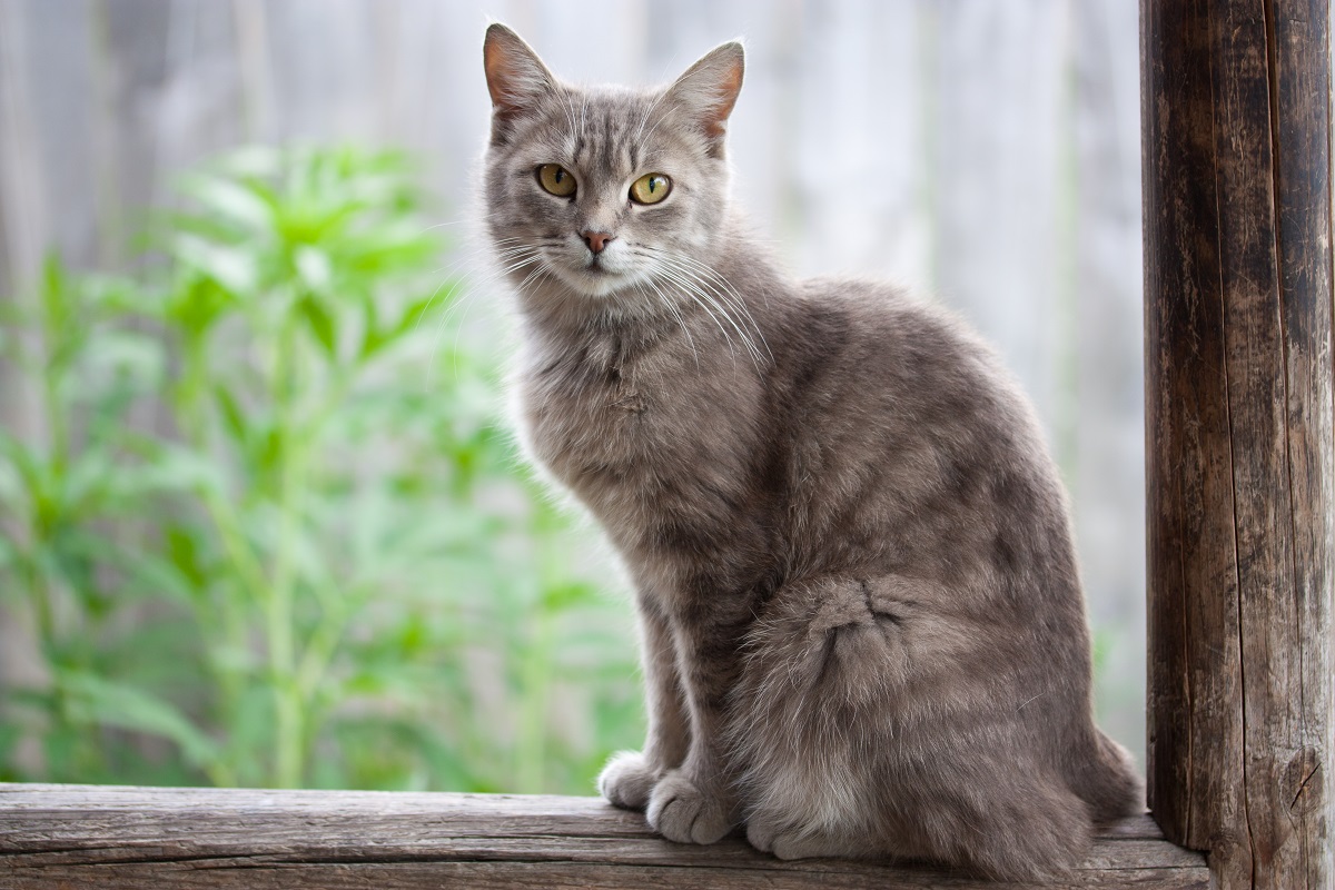 Why Do Cats Shake Their Heads When They Eat?
