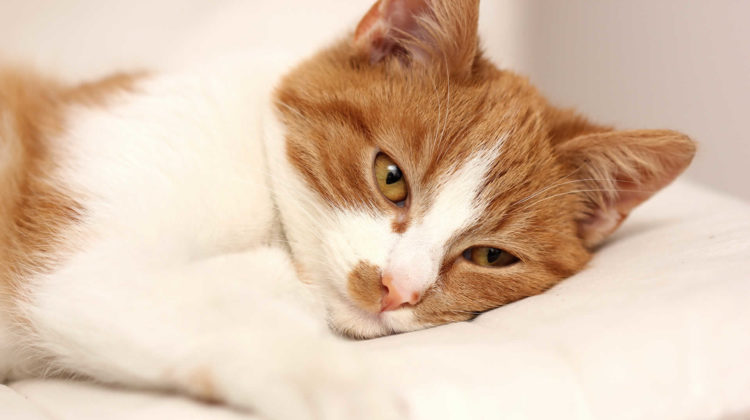 Why Is My Cat Keeping One Eye Closed?