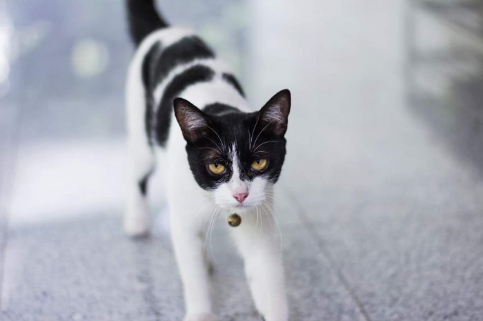 Why does My Cat Pee By The Front Door?
