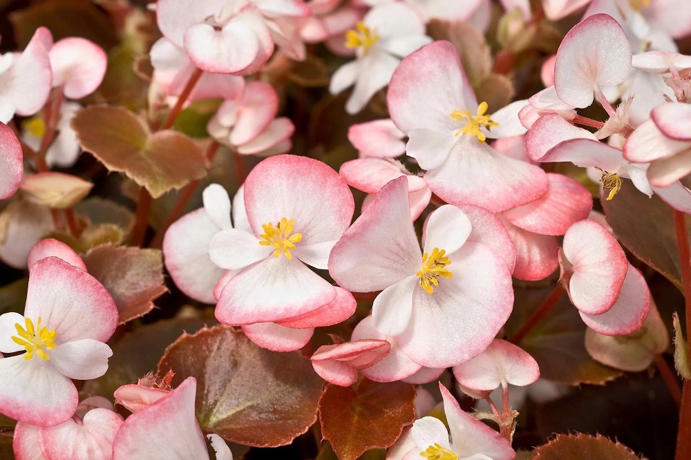 Are Begonias Poisonous To Cats?