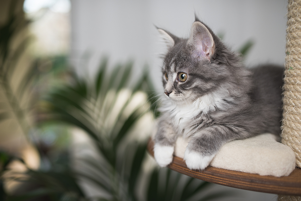 Are Philodendron Toxic To Cats?