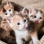 Can Cats Be Pregnant With Two Different Litters