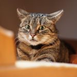 Can Cats Die From Stress