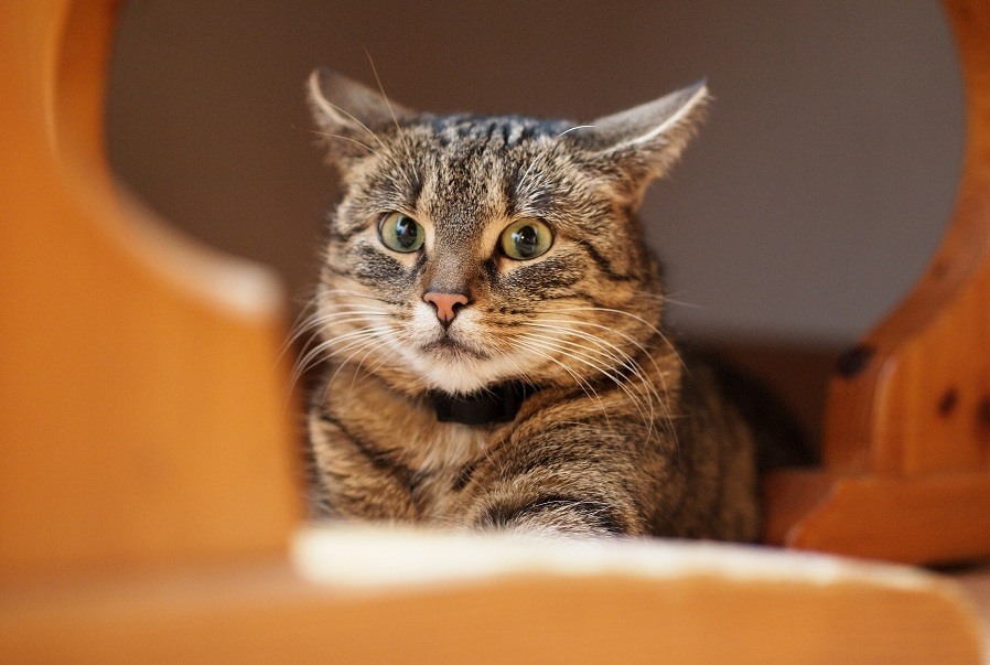 Can Cats Die From Stress