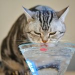 Can Cats Drink Alkaline Water?