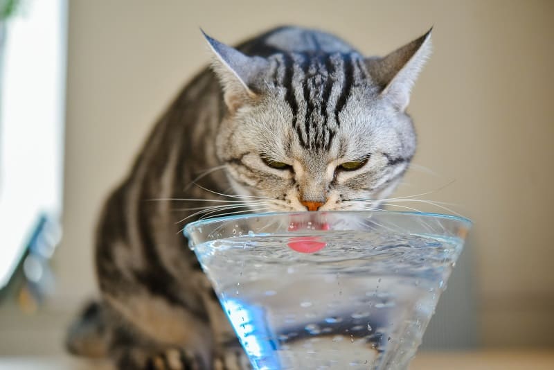 Can Cats Drink Alkaline Water?