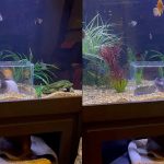Can Cats Drink Aquarium Water