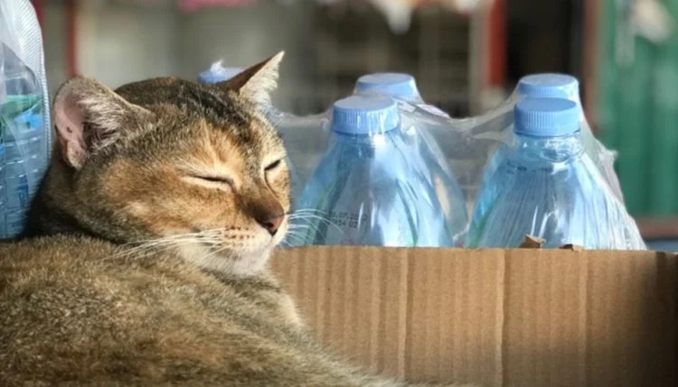 Can Cats Drink Bottled Water?