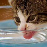 Can Cats Drink Coconut Water