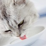 Can Cats Drink Energy Drinks?