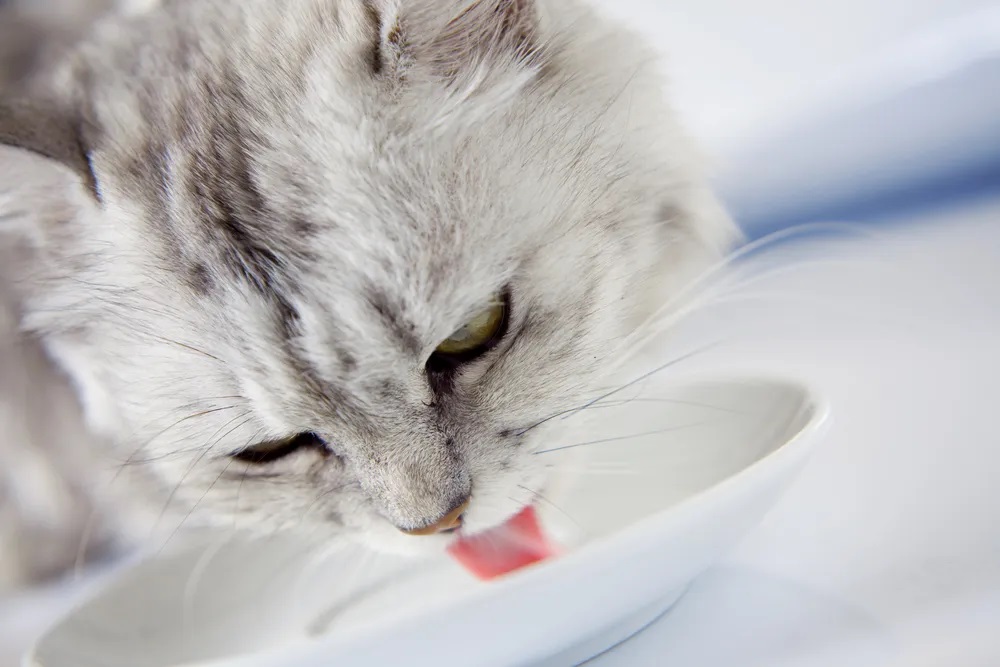 Can Cats Drink Energy Drinks?