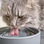 Can Cats Drink Pedialyte?