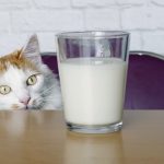 Can Cats Drink Spoiled Milk