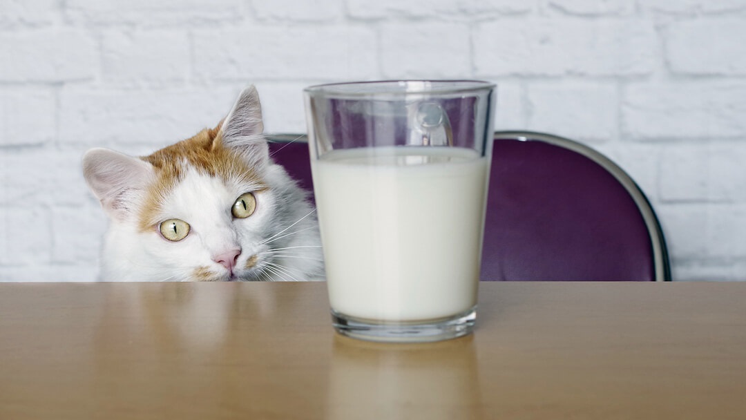 Can Cats Drink Spoiled Milk