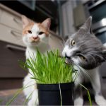 Can Cats Eat Alfalfa Grass?