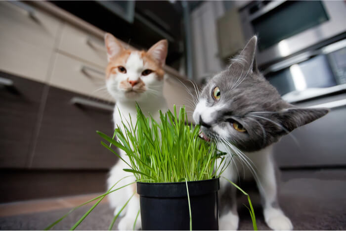 Can Cats Eat Alfalfa Grass?