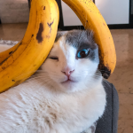 Can Cats Eat Banana Pudding?