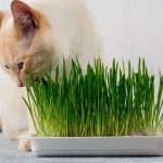 Can Cats Eat Barley?