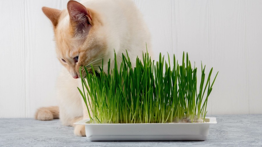 Can Cats Eat Barley?