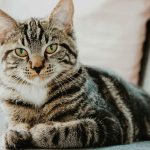 Can Cats Eat Bran Flakes?
